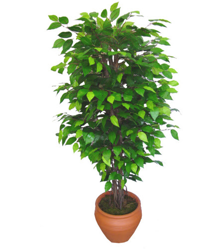 Ficus Benjamin 1,50 cm   sparta anneler gn iek yolla 