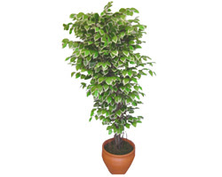 Ficus zel Starlight 1,75 cm   sparta cicek , cicekci 