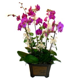  sparta cicek , cicekci  4 adet orkide iegi