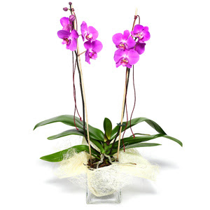  sparta iek sat  Cam yada mika vazo ierisinde  1 kk orkide