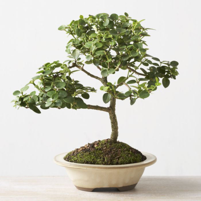 ithal bonsai saksi iegi  sparta iek online iek siparii 