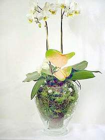  sparta iek sat  Cam yada mika vazoda zel orkideler