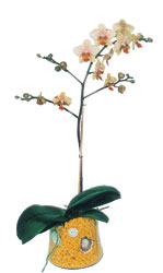  sparta online iek gnderme sipari  Phalaenopsis Orkide ithal kalite