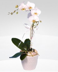 1 dallı orkide saksı çiçeği  İsparta online çiçekçi , çiçek siparişi 