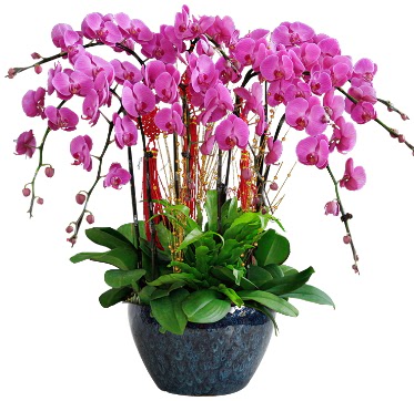9 dallı mor orkide  İsparta 14 şubat sevgililer günü çiçek 