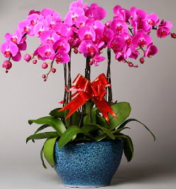 7 dall mor orkide  sparta iek online iek siparii 
