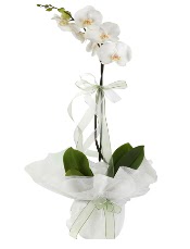 1 dal beyaz orkide iei  sparta iek siparii vermek 