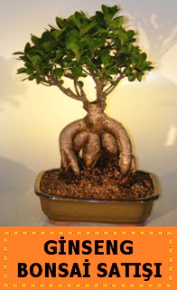 Ginseng bonsai sat japon aac  sparta cicek , cicekci 