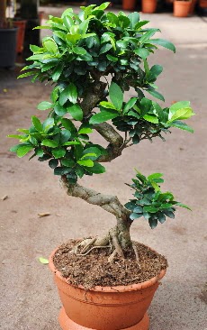 Orta boy bonsai saks bitkisi  sparta internetten iek siparii 