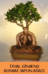 thal japon aac ginseng bonsai sat  sparta nternetten iek siparii 