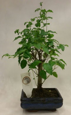 Minyatr bonsai japon aac sat  sparta ieki telefonlar 