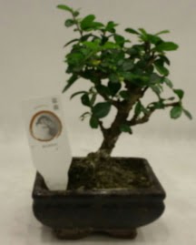 Kk minyatr bonsai japon aac  sparta iek gnderme 