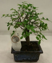 Minyatr ithal japon aac bonsai bitkisi  sparta iek sat 