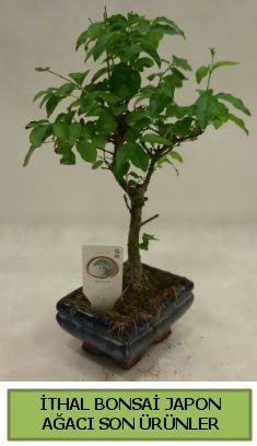 thal bonsai japon aac bitkisi  sparta hediye sevgilime hediye iek 