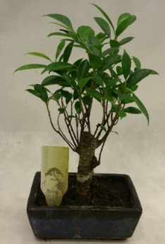 Japon aac bonsai bitkisi sat  sparta ieki telefonlar 