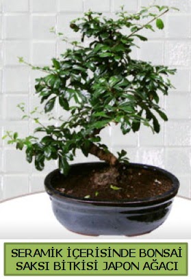 Seramik vazoda bonsai japon aac bitkisi  sparta iek siparii sitesi 