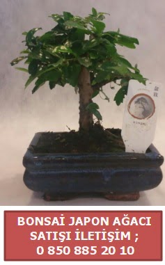 Japon aac minyar bonsai sat  sparta iek sat 