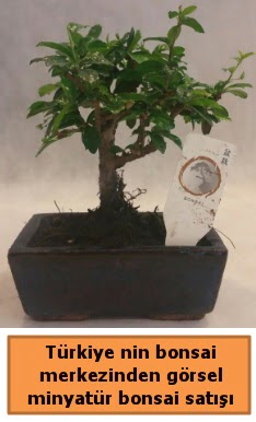 Japon aac bonsai sat ithal grsel  sparta iek yolla 
