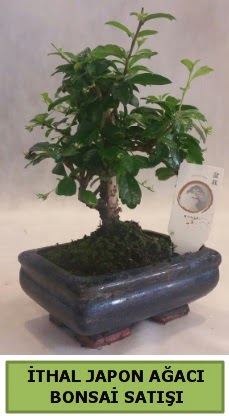 thal japon aac bonsai bitkisi sat  sparta ieki telefonlar 