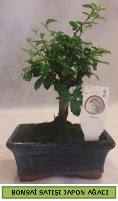 Minyatr bonsai aac sat  sparta iek gnderme 