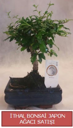 thal kk boy minyatr bonsai aa bitkisi  sparta ieki telefonlar 