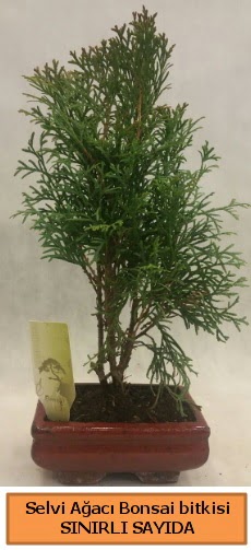 Selvi aac bonsai japon aac bitkisi  sparta iek sat 