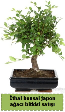 thal bonsai saks iei Japon aac sat  sparta nternetten iek siparii 
