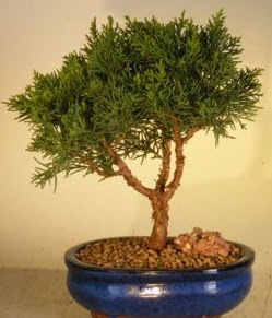Servi am bonsai japon aac bitkisi  sparta iek yolla 