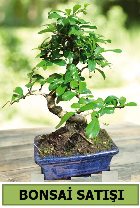 am bonsai japon aac sat  sparta iek sat 