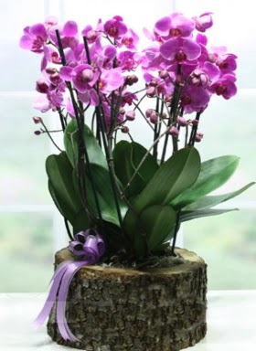 Ktk ierisinde 6 dall mor orkide  sparta ucuz iek gnder 