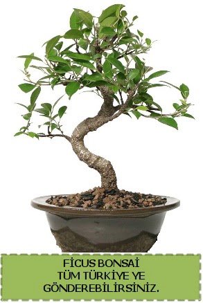 Ficus bonsai  sparta iek gnderme sitemiz gvenlidir 
