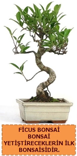 Ficus bonsai 15 ile 25 cm arasndadr  sparta iek yolla 