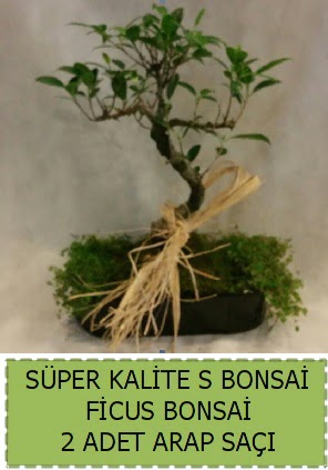 Ficus S Bonsai ve arap saçı  İsparta çiçekçi telefonları 