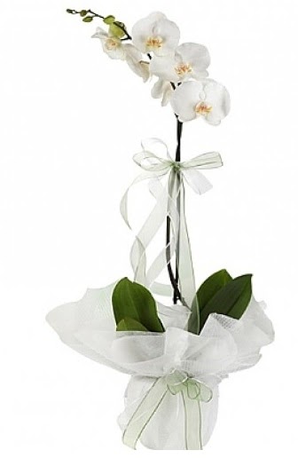 Tekli Beyaz Orkide  sparta hediye iek yolla 