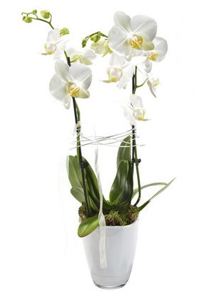 2 dall beyaz seramik beyaz orkide sakss  sparta iek gnderme sitemiz gvenlidir 