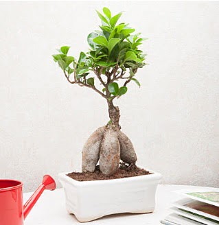 Exotic Ficus Bonsai ginseng  sparta iek servisi , ieki adresleri 