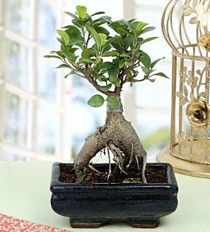 Appealing Ficus Ginseng Bonsai  sparta anneler gn iek yolla 