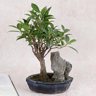 Japon aac Evergreen Ficus Bonsai  sparta iek gnderme sitemiz gvenlidir 