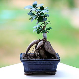 Marvellous Ficus Microcarpa ginseng bonsai  sparta iek siparii vermek 