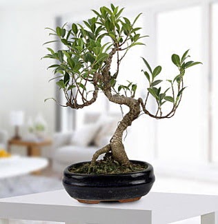 Gorgeous Ficus S shaped japon bonsai  sparta yurtii ve yurtd iek siparii 