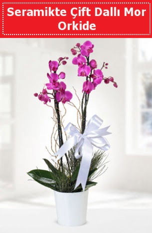 Seramikte Çift Dallı Mor Orkide  İsparta anneler günü çiçek yolla 