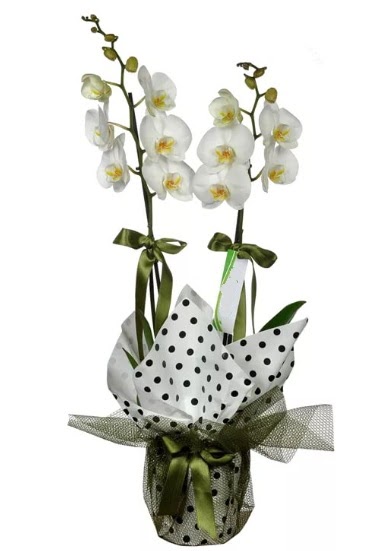 ift Dall Beyaz Orkide  sparta 14 ubat sevgililer gn iek 