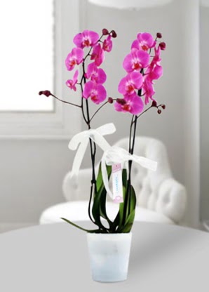 Çift dallı mor orkide  İsparta çiçekçiler 