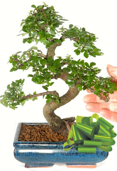 Yaklak 25 cm boyutlarnda S bonsai  sparta iek siparii sitesi 
