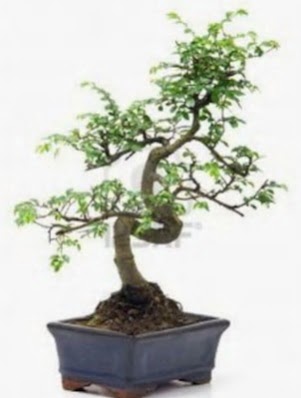 S gvde bonsai minyatr aa japon aac  sparta iek sat 
