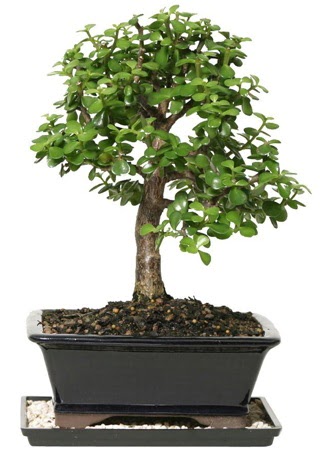 15 cm civar Zerkova bonsai bitkisi  sparta iek siparii sitesi 