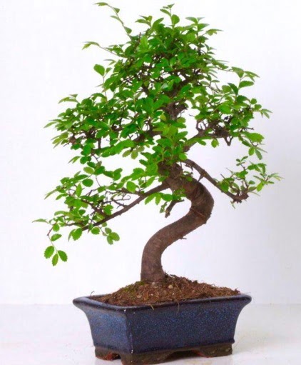 S gvdeli bonsai minyatr aa japon aac  sparta iek gnderme sitemiz gvenlidir 