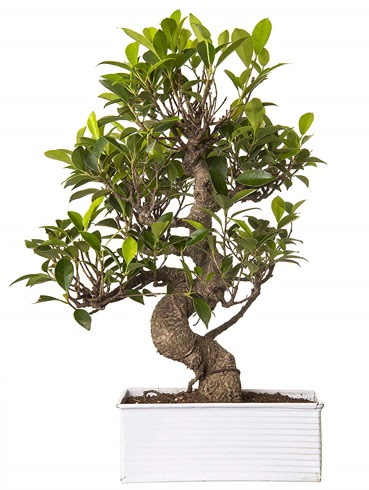 Exotic Green S Gvde 6 Year Ficus Bonsai  sparta iek gnderme sitemiz gvenlidir 