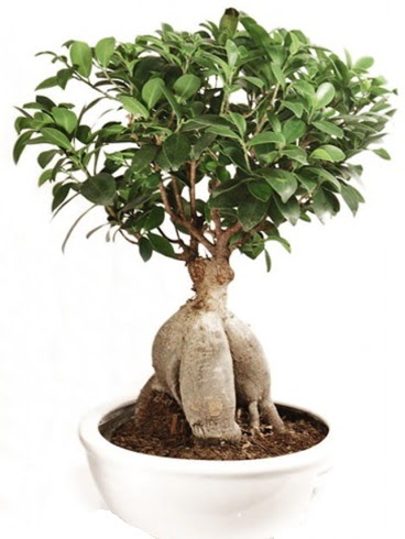 Ginseng bonsai japon aac ficus ginseng  sparta nternetten iek siparii 