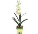 Özel Yapay Orkide Beyaz   İsparta online çiçekçi , çiçek siparişi 